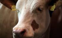 Bauernverband fordert Verzicht auf neues Tierschutzgesetz
