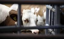 Virologin: H5N1-Infektionswelle unter US-Rindern außer Kontrolle