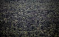 Naturverbände: Wald vermüllt immer mehr